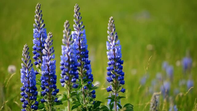 Bluebonnet flowers blooming sequence, in sunny meadow, with bluebonnet flowers, green grass, from a ground-level perspective perspective, with blue, green accents.