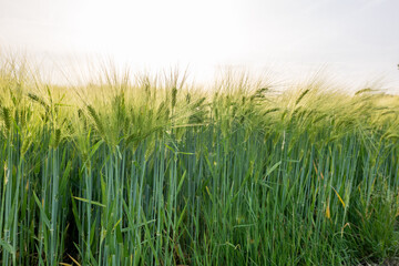 Obraz premium field of wheat during summer