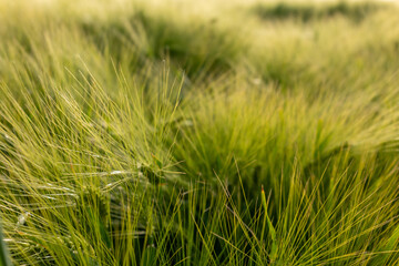 Fototapeta premium field of wheat during summer