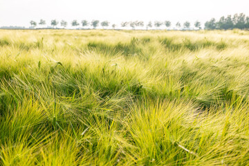Fototapeta premium field of wheat during summer