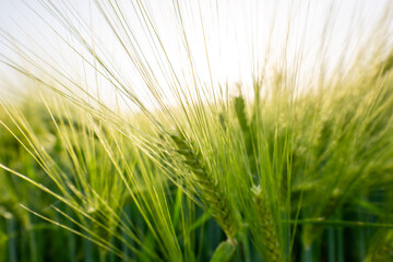 Fototapeta premium field of wheat during summer