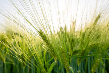 Fototapeta premium field of wheat during summer