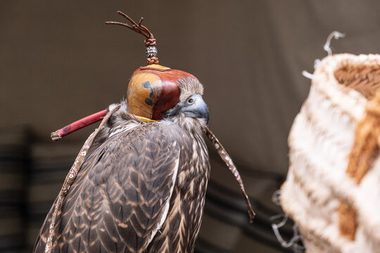 hooded falcon with traditional leather hood sits during falconry display. majestic falcon showcases ancient falconry heritage. trained falcon represents prestigious emirati tradition