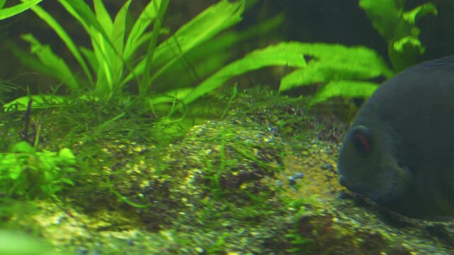 Cichlasoma Severum Guards Eggs in Planted Freshwater Aquarium 