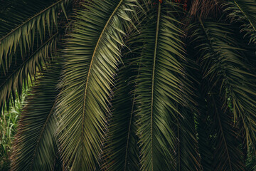 Tropical palm tree leaves creating a lush green background for natural designs. © anyatachka95