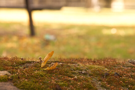 Dry leaf on a stone wall 