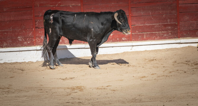 Corrida de toros