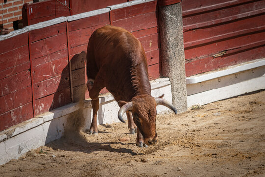 Toro rubio en plaza de toros