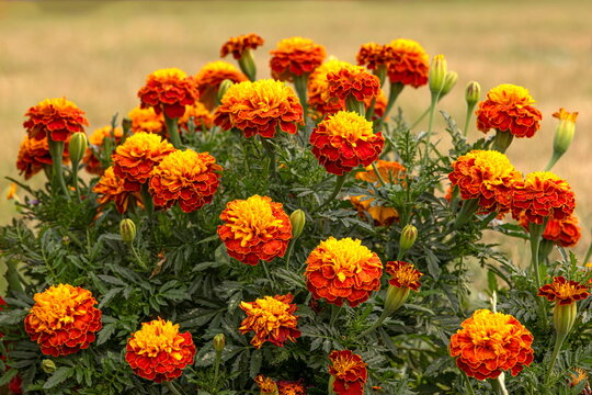 Tagetes