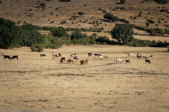 Vacas en el campo
