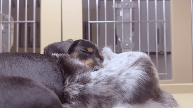 Sleeping puppies in cage at pet store 4k
