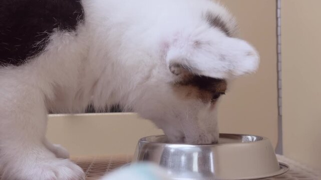 Small excited puppy for sale eating food from bowl 4k

