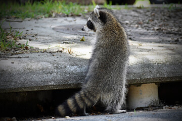 A juvenile raccoon emerges from a storm drain, looking cautiously at the yard in front of it, ready to dig up some grubs and worms for an afternoon meal.  © dldillon