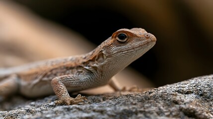 Fototapeta premium A close up of a lizard resting on textured rock with soft background lighting and detailed scales