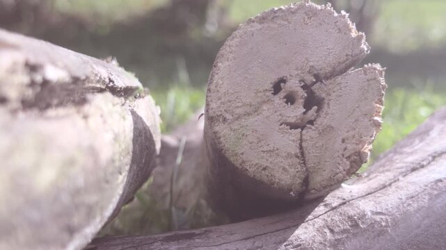 Ants coming out of split piece of wood 4k
