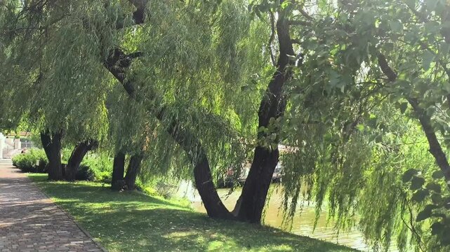 Willow tree branches gently swaying in the wind on the shore of a lake on a sunny summer day, with lush green foliage and sparkling water creating a peaceful natural atmosphere.