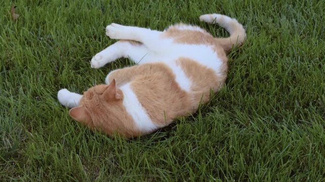 Happy cat rolling around in the green grass 4k
