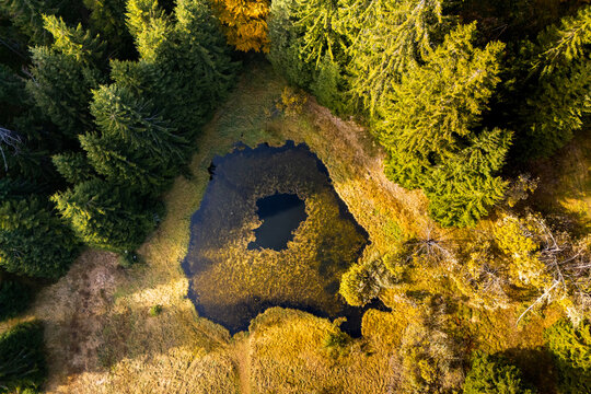 Aerial view of a small mountain forest pond surrounded by evergreen spruces and a bright golden autumn tree