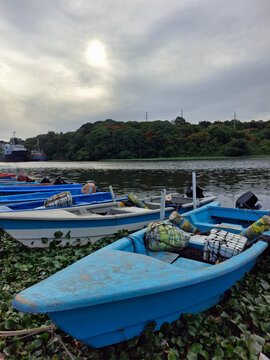 Blue wooden fishing boat carrying nets docked among water hyacinths along a riverbank