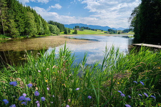 Uferzone mit Sommerblumen am Biberschw&ouml;ller See mit Blick auf die Alpen.