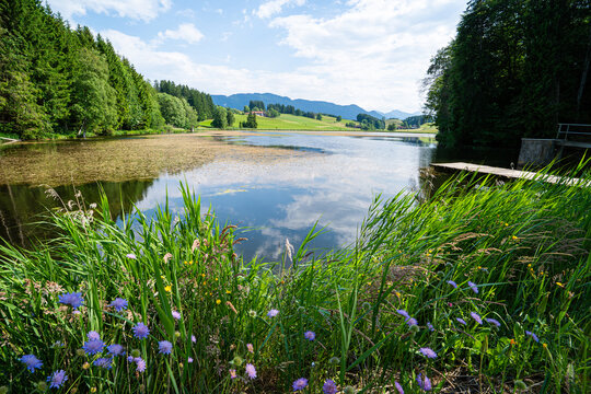 Uferzone mit Sommerblumen am Biberschw&ouml;ller See mit Blick auf die Alpen.