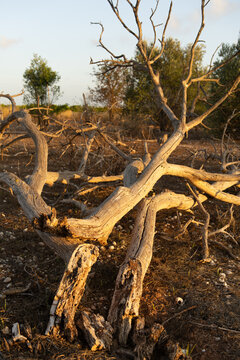 &aacute;rbol seco