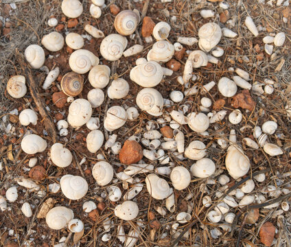 caracoles