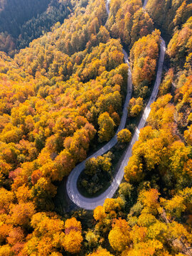 Drone perspective of a winding serpentine forest road during peak autumn foliage season