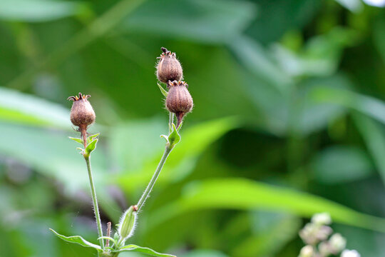 broad-leaved campion