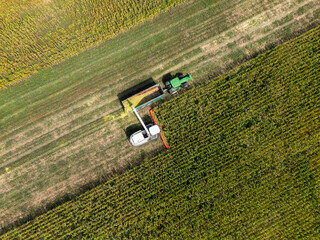 Fototapeta premium Aerial view of a forage harvester collecting corn and loading it into a tractor trailer