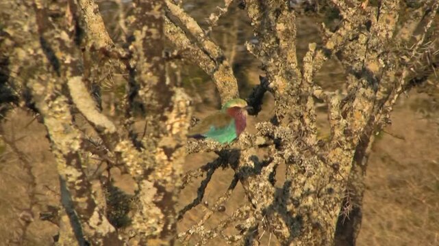 Roller on the tree. SweetWaters park. Kenya, Africa