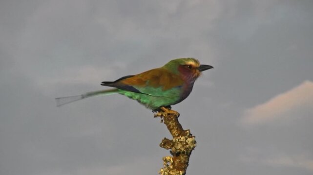 Roller on the tree. SweetWaters park. Kenya, Africa
