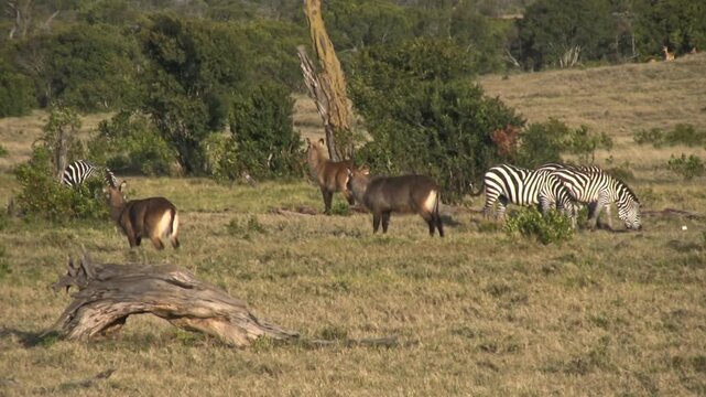 Zebras in the savannah. Zebras and waterbuck. Sweenwaters, Kenya