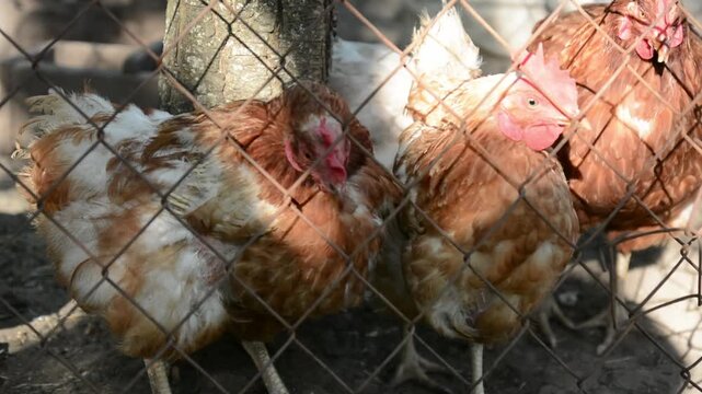 A group of brown and white hens walks and moves together behind a wire fence in an outdoor poultry enclosure. 