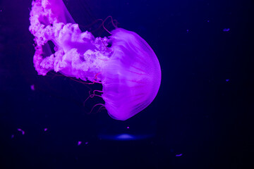 Vibrant purple jellyfish gracefully floating in the deep ocean. © anyatachka95