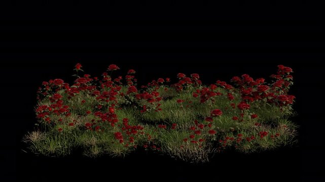 Rose Field Swaying in Wind Loop Animation with Alpha Channel. Wind Blows The Flowering Plant Rosa Field. Flower Plant Leaves Swaying. Animated Grass Moving in Breeze. Transparent BG. Loop Animation
