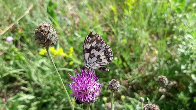 Macro video of marbled white butterfly Melanargia galathea feeding on purple knapweed flower. Insect sitting on blooming wildflower in summer meadow outdoors close up.