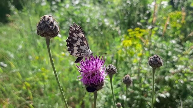 Macro video of marbled white butterfly Melanargia galathea feeding on purple knapweed flower. Insect sitting on blooming wildflower in summer meadow outdoors close up.