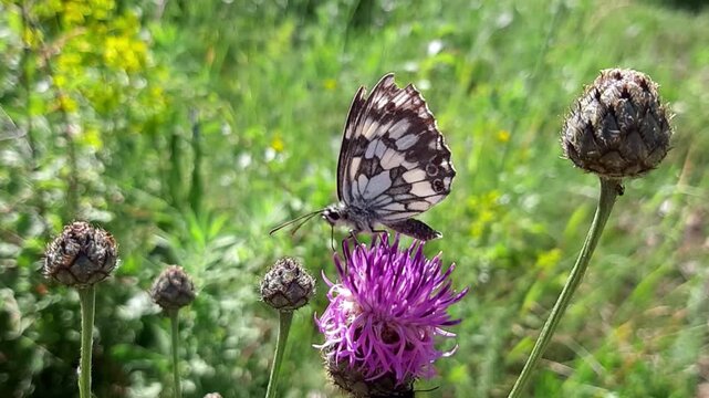 Macro video of marbled white butterfly Melanargia galathea feeding on purple knapweed flower. Insect sitting on blooming wildflower in summer meadow outdoors close up.