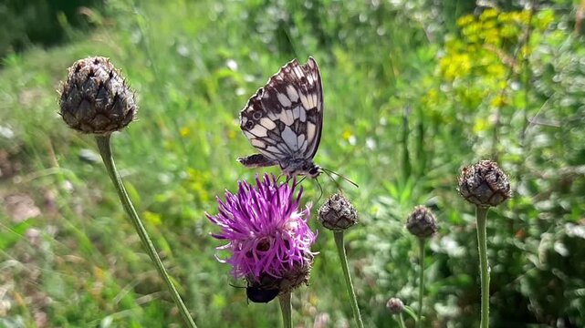 Macro video of marbled white butterfly Melanargia galathea feeding on purple knapweed flower. Insect sitting on blooming wildflower in summer meadow outdoors close up.