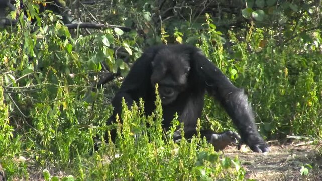 Portrait of a chimpanzee. SweetWaters Park, Kenya