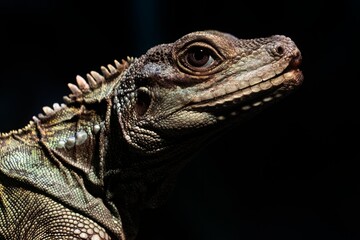 Fototapeta premium Closeup of an Indonesian Giant Sailfin Dragon (Hydrosaurus microlophus).
