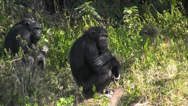 Portrait of a chimpanzee. SweetWaters Park, Kenya