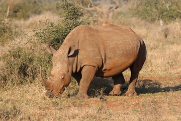 Fototapeta premium A majestic white rhinoceros grazes peacefully in the african savanna surrounded by dry grass and sparse vegetation during daylight hours