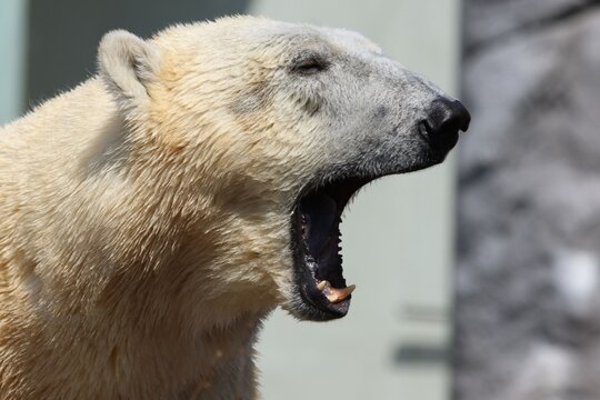 Close up of a polar bear yawning with its mouth open showing teeth and pink gums in natural habitat
