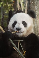 Close up portrait of a giant panda peacefully eating bamboo in a natural habitat with blurred foliage © SAHEDA