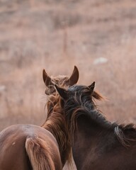 Two horses facing each other with manes touching in a natural outdoor setting with a blurred background © SAHEDA