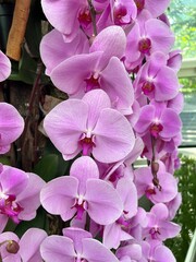 pink orchid flowers © Frederic