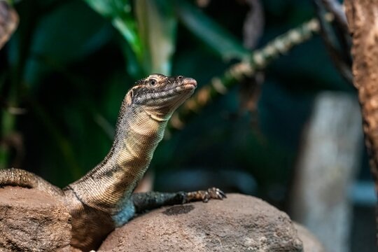 Mertens' Water Monitor (Varanus mertensi)