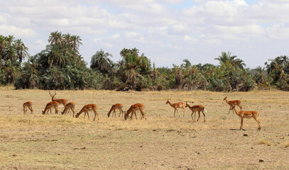 Naklejka premium Impala antelopes graze in the African savannah